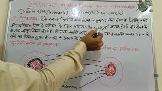 टेरिडोफाइटा में रंभ तंत्र। Stelar system in pteridophytapart 1 [upl. by Buffo]