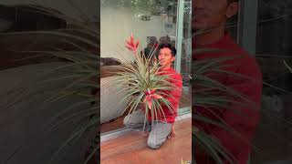 Tillandsia fasciculata [upl. by Rozella]