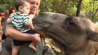 Bactrian Camel Encounter  Cincinnati Zoo [upl. by Notrab]