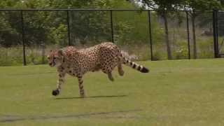 Cheetahs Running [upl. by Orji]