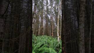 The difference between a timber plantation and a real forest nature forest washington [upl. by Buck828]