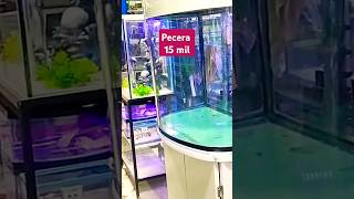 Peceras hechas en México con precios mercado de peces mixihuca aquarium fish acuario tendencia [upl. by Ynnavoig623]