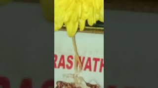 swasti Vachan video Puja [upl. by Hudson]