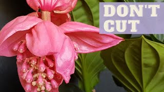 Shall I CUT Medinilla Magnifica Flower Spikes  Medinilla Magnifica Care After BLOOMING [upl. by Ahsas]