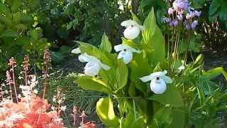 How to Grow Hardy Orchids in the Ground [upl. by Fransen]