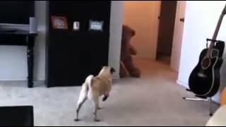 Perro se cago del susto literal se cago del susto [upl. by Assirrak782]