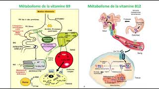 Hemato 03Carence en FAP Dr Abbadi [upl. by Ahsehyt]