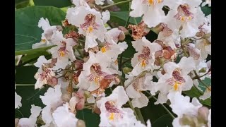 Catalpa Tree in Bloom [upl. by Querida179]