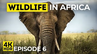 Wildlife in Africa  Episode 6  Relaxing Video  Nature Sound  Animals of Mana Pools National Park [upl. by Brana]