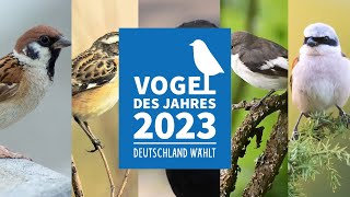 Deutschland wählt den VOGEL DES JAHRES 2023  Wer macht das Rennen [upl. by Edialeda]