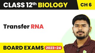 Class 12 Biology Chapter 6  Transfer RNA  Molecular Basis of Inheritance 202223 [upl. by Faulkner]