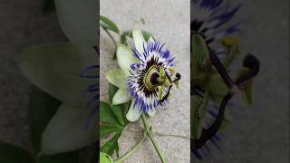 Passiflora caerulea Passionsblume Maracuja Frucht Blüte [upl. by Ernest424]