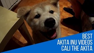 Akita Inu Puppy [upl. by Eveline538]