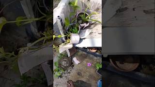 He bhagwan ye kya ho gya 🤔terrace gardenplant organisgardeningyoutubeshort [upl. by Junko271]