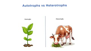 Autotrophs vs Heterotrophs  Differences  Class 10th NCERT  Science  Biology [upl. by Jannery]