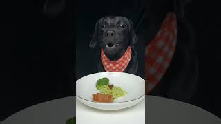 Labrador is unfamiliar with fasting skills Cute pet debut plan Oh my god it smells so good [upl. by Chad]