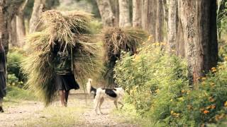 Paganel in Papua [upl. by Yenattirb]