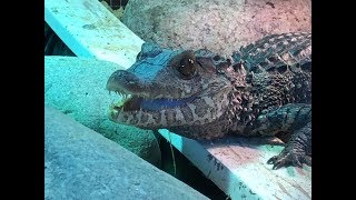 Building Dwarf Caiman Enclosure Update [upl. by Calista681]