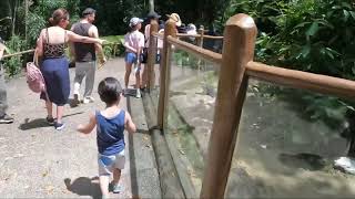 Singapore Birthday Holiday Singapore Zoo November 2024 [upl. by Hannan]