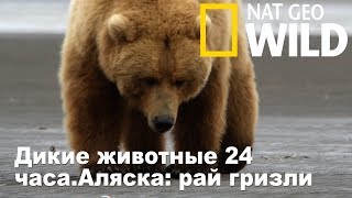 Nat Geo Wild Дикие животные 24 часаАляска рай гризли  Wild 24 [upl. by Annaoi281]