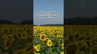 View of the Field While Riding on A Wagon50 Acres Of SunFlowers In Lindsey Ohio [upl. by Im]