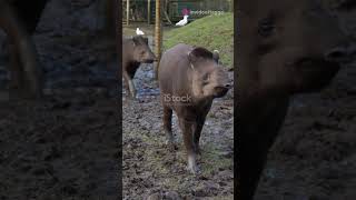 Meet the Tapir Natures Oddball [upl. by Demahum793]