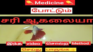 Easy and Simple Treatments to cure your Sicked Betta fish in tamil  தமிழ் [upl. by Lucius627]