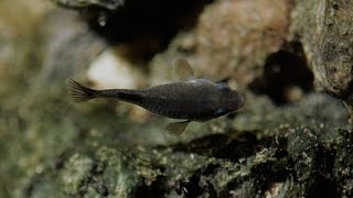 The Worlds Rarest Fish Meet the Devils Hole Pupfish found only in Devils Hole Nevada [upl. by Rangel808]