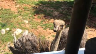 Ostrich Encounter at Zoofari  NC Zoo [upl. by Lunna639]