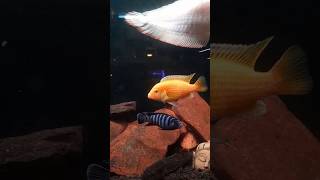 Mbuna malawi cichlid mbuna aquarium underwater paradise up fish [upl. by Deeanne]