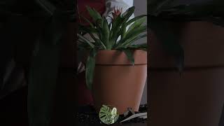 Choosing the Perfect Pot for Guzmania Lingulata  ASMR Plant Care asmr guzmania pot plantcare [upl. by Zacarias86]