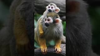 Squirrel Monkey Fact animalshorts monkeys [upl. by Daraj]