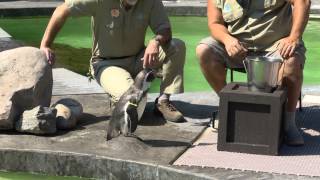 Zoofari with Larry the Cable Guy  Penguin Show [upl. by Yrrag385]