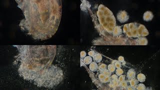 Copepod Corpse Spills Its Guts As Its Eggs Burst  100x [upl. by Anayia245]