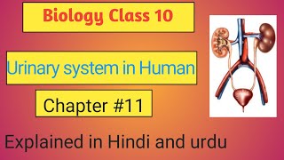 Urinary system in human Chapter 11 Biology Class 10 Explained in Hindi and urdu [upl. by Oliric]