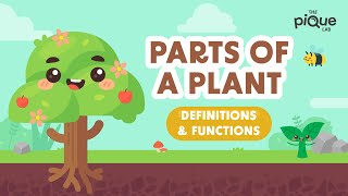 Parts Of A Plant Definitions amp Functions  Primary School Science Animation [upl. by Adahsar]