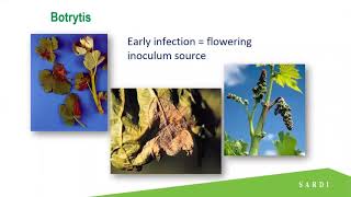 Control strategies for downy mildew and Botrytis [upl. by Menendez188]