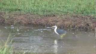 Pied Heron Ardea picata or Egretta picatamp4 [upl. by Christmas]