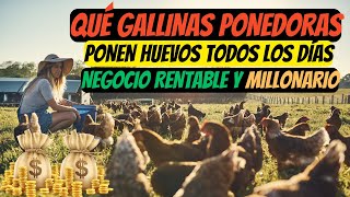 Qué gallinas ponedoras ponen huevos todos los días guia completa desde cero [upl. by Verbenia]