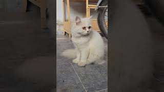 Cute Persian Cat Kitten 😍 cat shorts shortvideo youtubeshorts [upl. by Artinek]