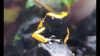 ¡Increíble 😱 Dendrobates Leucomelas PONIENDO HUEVOS 🐸  El Momento que Todos Esperaban [upl. by Fital113]