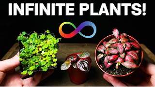 Terrarium Plant Propagation  The EASY Way [upl. by Scoles270]