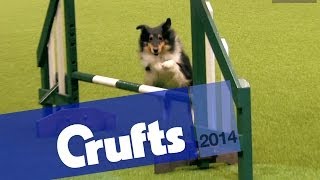 Agility  Crufts Team  Large Final  Crufts 2014 [upl. by Laddie]