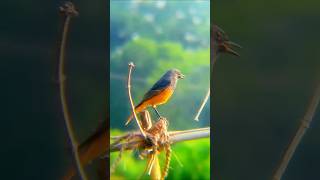 Why Birdsong is the Most Beautiful Science [upl. by Idolem]