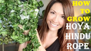 How to Grow Hoya Hindu Rope  1 House Plant of 2022 [upl. by Dara]