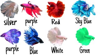 12 Colors Of Betta Fish🐟 [upl. by Peih]