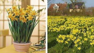 How to Plant Cyclamineus Narcissi Narcissi February Gold [upl. by Ambrosia]