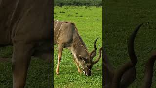 Incredible Barasingha – Nature’s Beauty 🦌🌿quotBarasinghaIndianWildlifeBarasinghaFacts [upl. by Etteniotna]