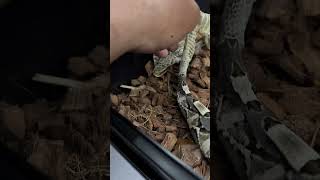 New skin from my male Gaboon Viper Kain savageryreptiles gaboonviper venomoussnake [upl. by Yerffej675]