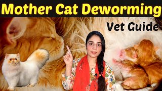 What Dewormer Is Safe For Lactating Cats Nursing Cats deworming DrHira Saeed [upl. by Assirrak]